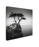 Dave MacVicar 'The Lone Cypress' Canvas Art - 18" x 18" x 2"