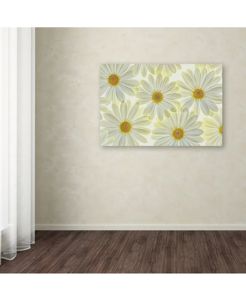 Cora Niele 'Daisy Flowers' Canvas Art