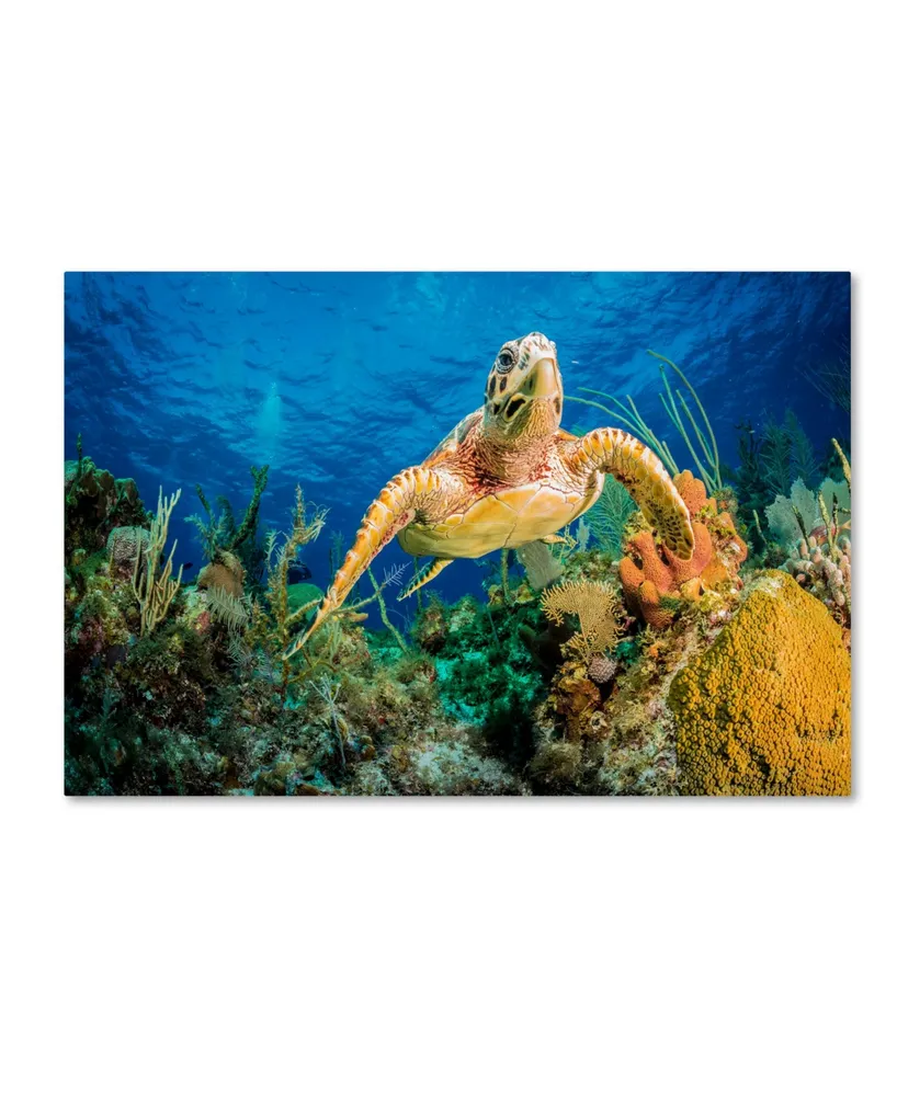 Jan Abadschieff 'Hawksbill Turtle' Canvas Art - 32" x 22" x 2"