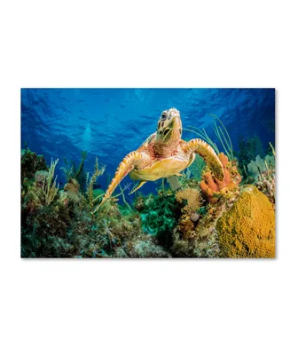 Jan Abadschieff 'Hawksbill Turtle' Canvas Art - 32" x 22" x 2"