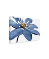 Tom Quartermaine 'Blue Flower On White' Canvas Art