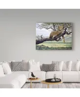 Harro Maass 'Leopard In Tree' Canvas Art - 47" x 35"