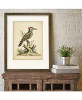 Courtside Market Edwards Woodpecker 16" x 20" Framed and Matted Art