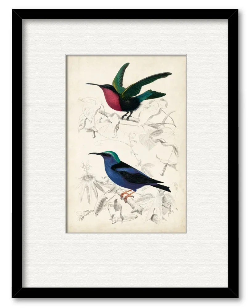 Courtside Market D'Orbigny Birds Ii 16" x 20" Framed and Matted Art