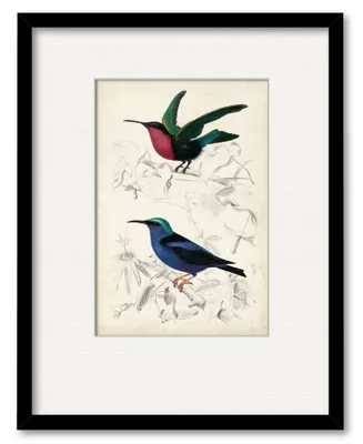 Courtside Market D'Orbigny Birds Ii 16" x 20" Framed and Matted Art