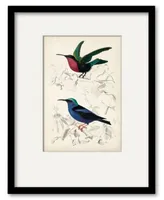 Courtside Market D'Orbigny Birds Ii 16" x 20" Framed and Matted Art