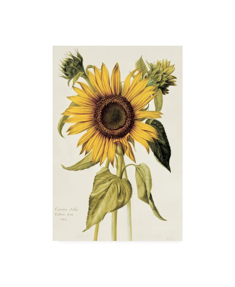 Nicolas Robert Helianthus Annuus Sunflower Canvas Art - 15.5" x 21"