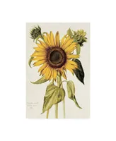 Nicolas Robert Helianthus Annuus Sunflower Canvas Art - 15.5" x 21"