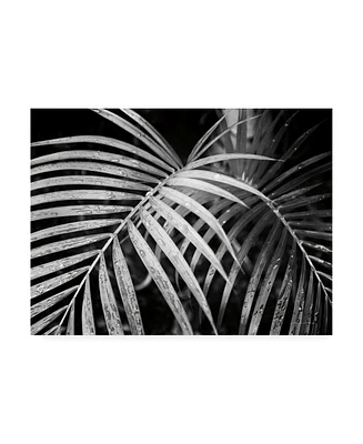 Debra Van Swearingen Palm Fronds Black and White Canvas Art