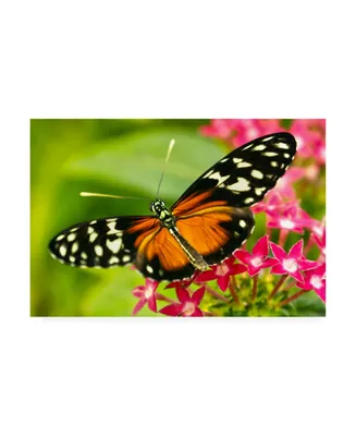 Mitch Catanzaro Cream Orange Butterfly Canvas Art