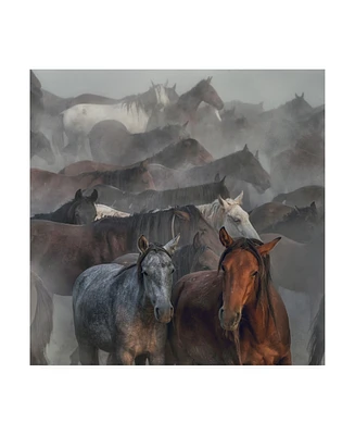 Huseyin Taskin Two Horses Fog Canvas Art - 20" x 25"