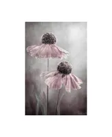 Mandy Disher Duet Sneezeweed Canvas Art