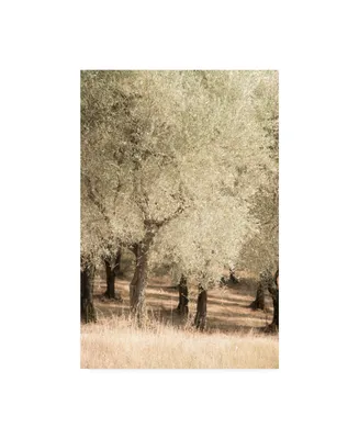 Dan Ballard Olive Trees 2 Canvas Art - 19.5" x 26"