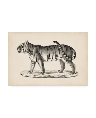 Brodtmann Brodtmann Male Tiger Canvas Art - 27" x 33.5"