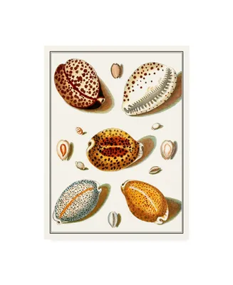 Vision Studio Collected Shells Iii Canvas Art