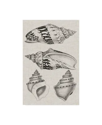 Vision Studio Charcoal & Linen Shells Iv Canvas Art
