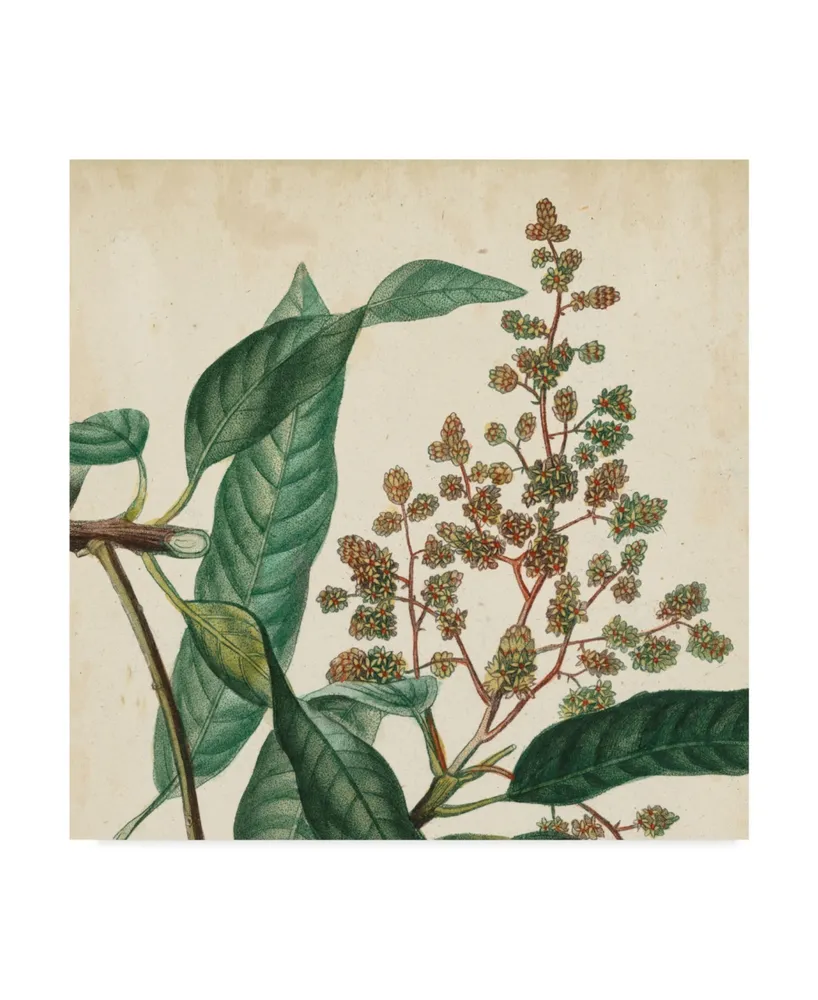 Vision Studio Garden Bounty Ii Canvas Art