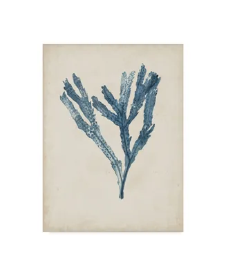 Naomi Mccavitt Seaweed Specimens I Canvas Art - 20" x 25"