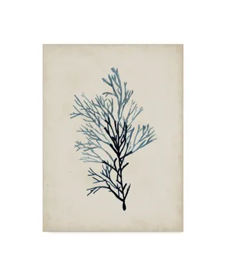 Naomi Mccavitt Seaweed Specimens Iv Canvas Art - 37" x 49"