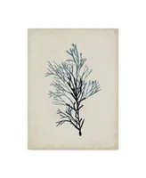 Naomi Mccavitt Seaweed Specimens Iv Canvas Art - 37" x 49"