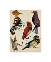 Melissa Wang Bird Collection Ii Canvas Art - 15" x 20"