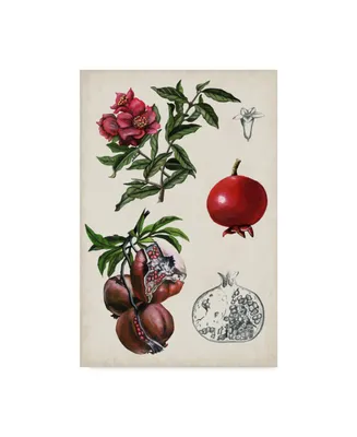 Naomi Mccavitt Pomegranate Composition Ii Canvas Art