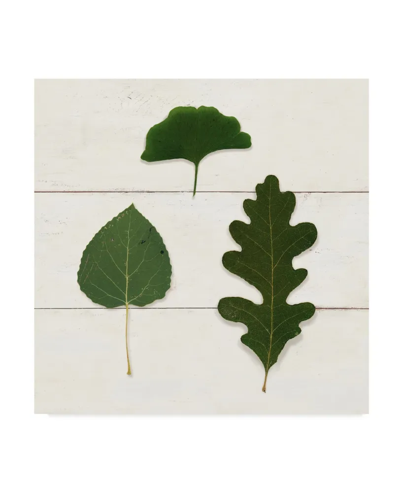 Wild Apple Portfolio Leaf Chart Iii Shiplap Canvas Art - 15" x 20"