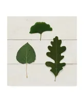 Wild Apple Portfolio Leaf Chart Iii Shiplap Canvas Art - 15" x 20"