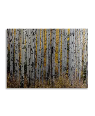 Pierre Leclerc Aspen Trees Floating Brushed Aluminum Art - 22" x 25"