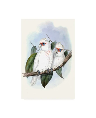 John Gould Pastel Parrots Iv Canvas Art - 20" x 25"