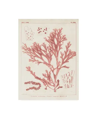 Vision Studio Antique Coral Seaweed I Canvas Art