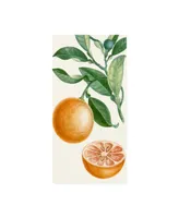 Turpin Turpin Fruit Ii Canvas Art