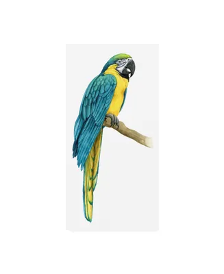 Grace Popp Teal Macaw I Canvas Art