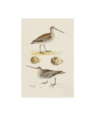 Morris Sandpipers and Eggs Iii Canvas Art