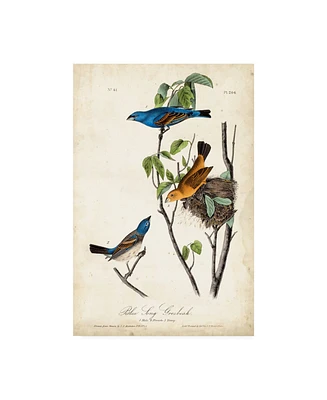 John James Audubon Blue Song Grosbeak Canvas Art