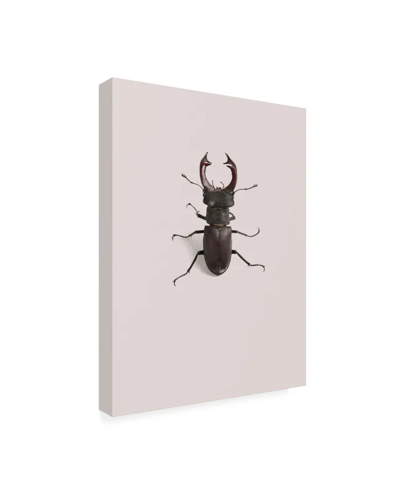 Incado Lucanus cervus Canvas Art