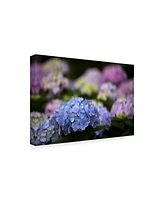 Kurt Shaffer Blooming Hydrangea Canvas Art - 37" x 49"