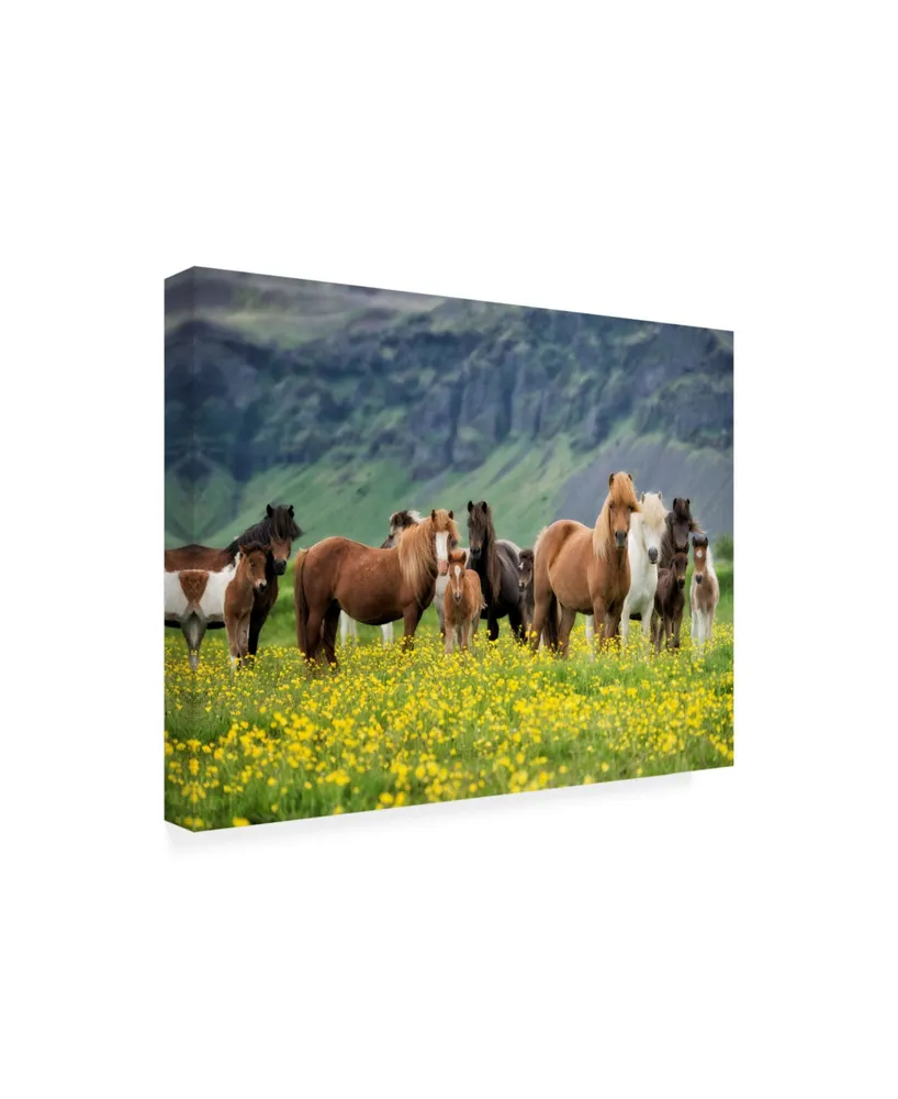 Ph Burchett Icelandic Horses Vii Canvas Art