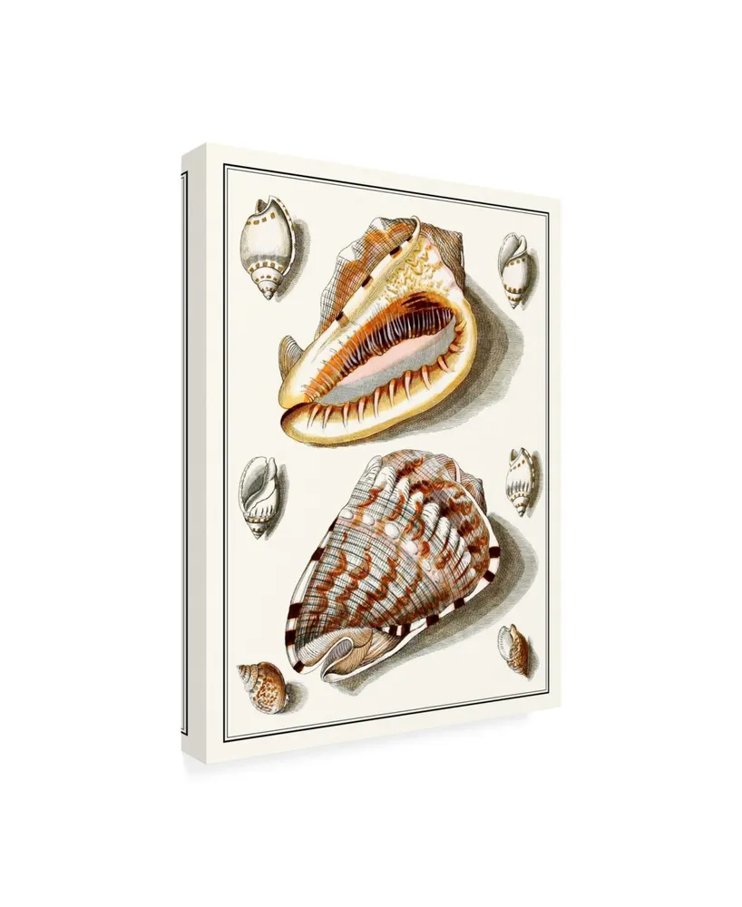 Vision Studio Collected Shells Iv Canvas Art