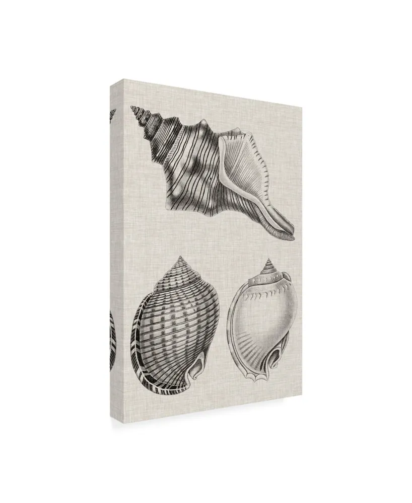 Vision Studio Charcoal & Linen Shells V Canvas Art - 15.5" x 21"