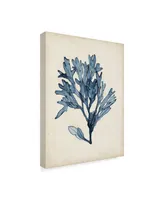 Naomi Mccavitt Seaweed Specimens Ii Canvas Art - 15" x 20"
