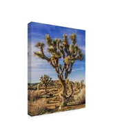 Rachel Perry Views of Joshua Tree Iii Canvas Art - 15" x 20"