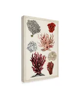 Naomi Mccavitt Antique Coral Study I Canvas Art - 15" x 20"