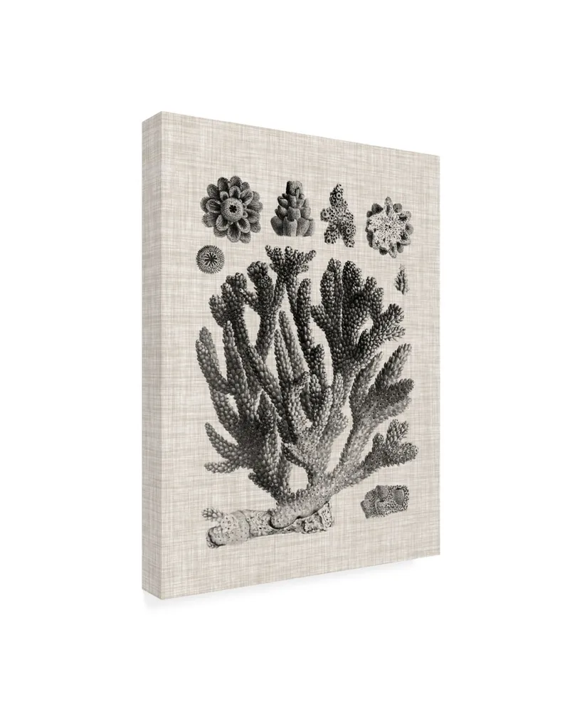 Vision Studio Coral Specimen Iv Canvas Art