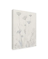 Tim Otoole Neutral Queen Anne's Lace Ii Canvas Art - 20" x 25"