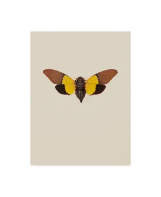 Incado Cicada Canvas Art - 19.5" x 26"