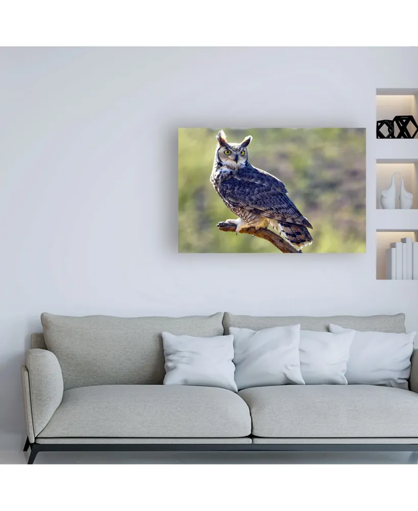 Mitch Catanzaro Great Horned Owl on a Perch Canvas Art