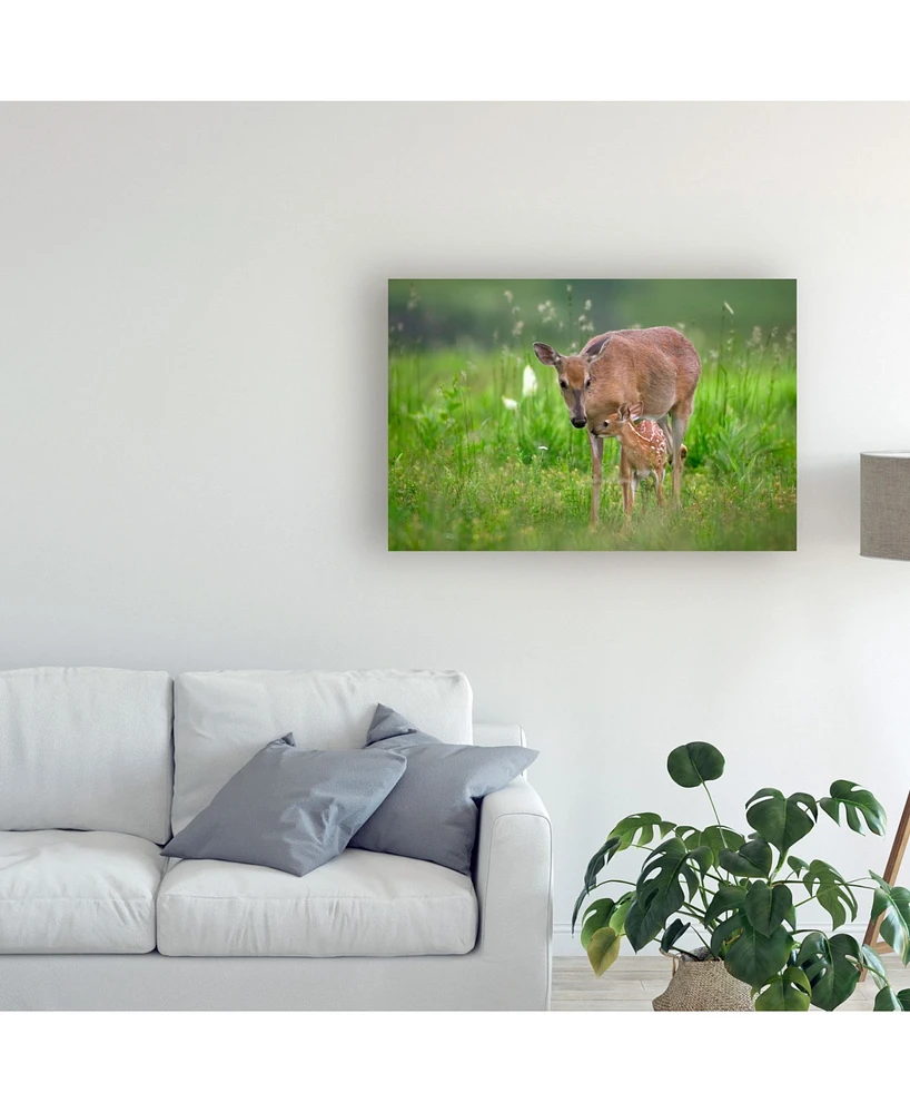 Nick Kalathas Tender Moment Deer Canvas Art - 20" x 25"