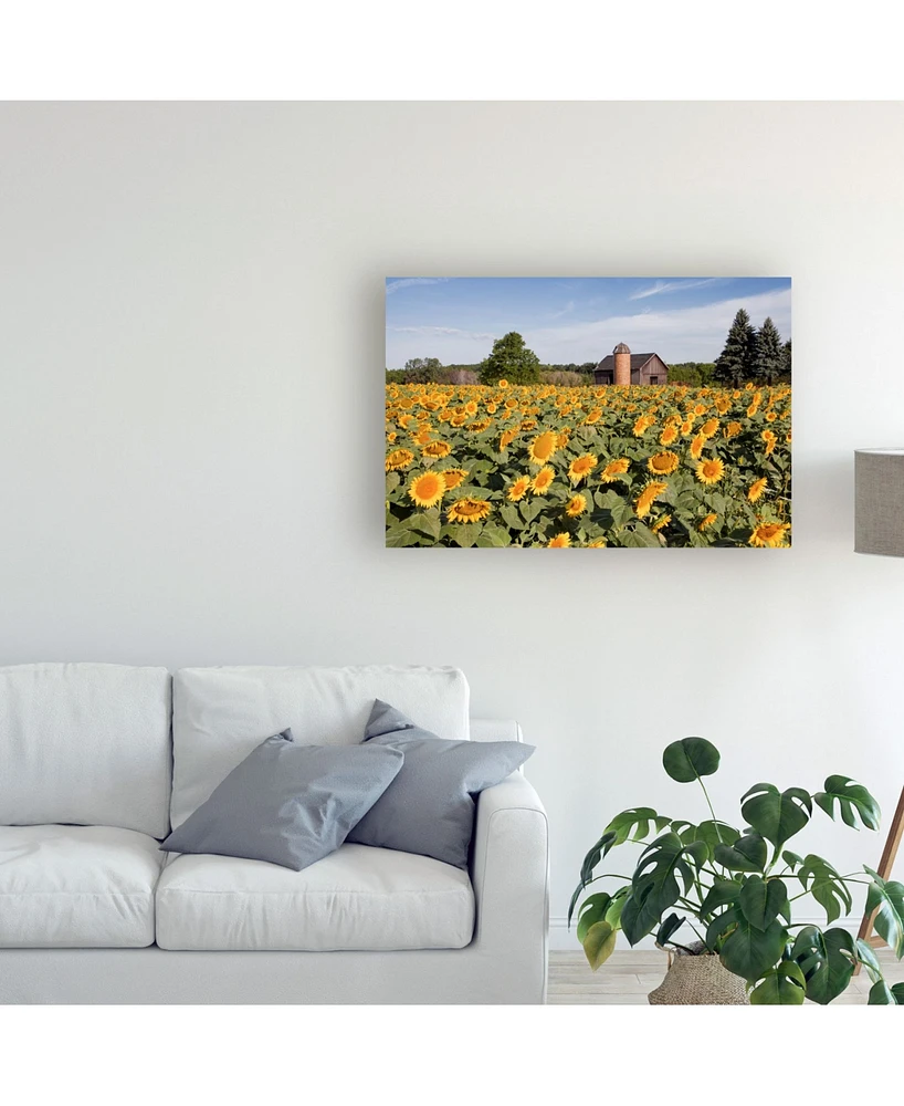 Monte Nagler Sunflowers and Barn Owosso Mi Canvas Art - 20" x 25"