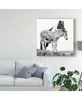 Ph Burchett Black and White Horses I Canvas Art - 20" x 25"